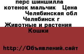перс-шиншилла  котенок мальчик › Цена ­ 5 000 - Челябинская обл., Челябинск г. Животные и растения » Кошки   